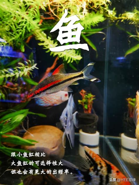 小魚缸可以養幾隻魚|魚缸可以養幾隻魚？掌握飼養密度，用好水妖精讓管理更輕鬆 